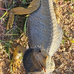 Pogona barbata (Eastern Bearded Dragon) at Burrinjuck, NSW - 14 Oct 2024 by Bidge