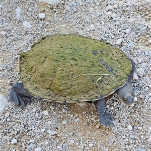 Chelodina longicollis at Bookham, NSW - 14 Oct 2024