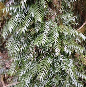 Arthropteris tenella (Climbing Fern) at Robertson, NSW by plants