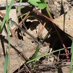 Ischnura aurora (Aurora Bluetail) at Bandiana, VIC - 13 Oct 2024 by KylieWaldon