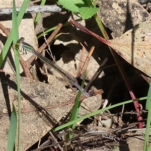 Ischnura aurora (Aurora Bluetail) at Bandiana, VIC by KylieWaldon