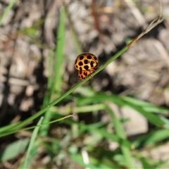 Harmonia conformis at Bandiana, VIC - 12 Oct 2024 by KylieWaldon