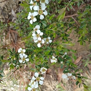 Gaudium trinerva (Paperbark Teatree) at Barrengarry, NSW by plants