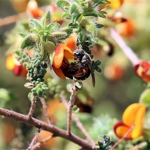 Unidentified Bee (Hymenoptera, Apiformes) at Bandiana, VIC by KylieWaldon