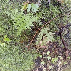 Leptopteris fraseri (Crepe Fern) at Robertson, NSW - 14 Oct 2024 by plants