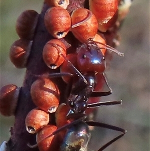 Iridomyrmex purpureus at Symonston, ACT - 12 Oct 2024