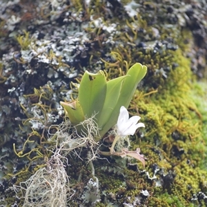 Sarcochilus falcatus at Fitzroy Falls, NSW - suppressed