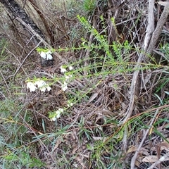 Tetratheca thymifolia (Black-eyed Susan) at Fitzroy Falls, NSW - 13 Oct 2024 by plants