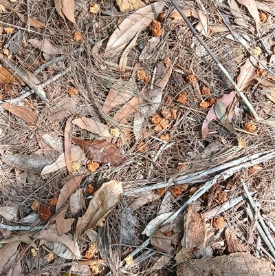 Calyptorhynchus lathami lathami at Fitzroy Falls, NSW - 13 Oct 2024 by plants