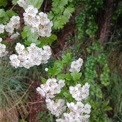 Crataegus monogyna (Hawthorn) at Burradoo, NSW - 14 Oct 2024 by plants