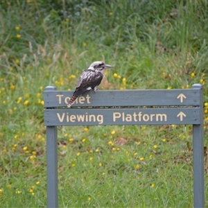 Dacelo novaeguineae (Laughing Kookaburra) at Burradoo, NSW by plants