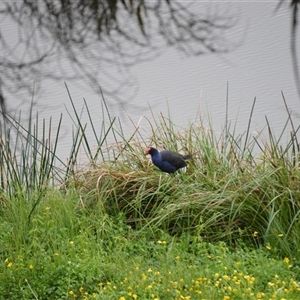 Porphyrio melanotus (Australasian Swamphen) at Burradoo, NSW by plants