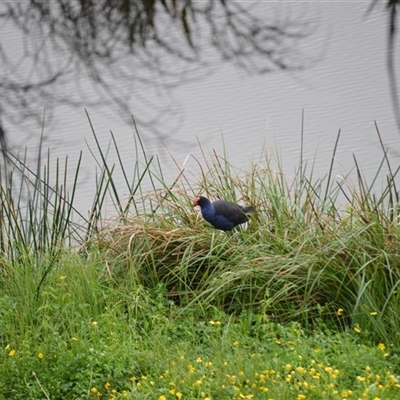 Porphyrio melanotus (Australasian Swamphen) at Burradoo, NSW - 14 Oct 2024 by plants