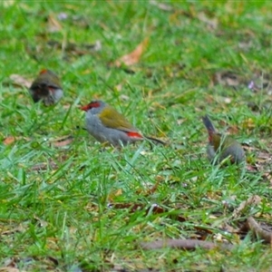 Neochmia temporalis (Red-browed Finch) at Burradoo, NSW by plants