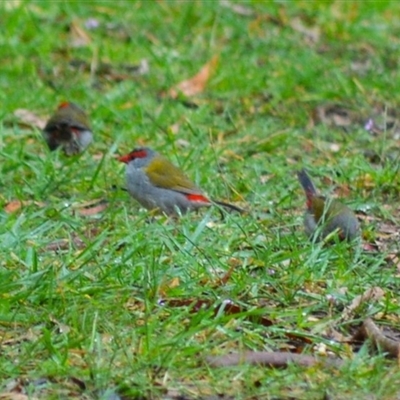 Neochmia temporalis (Red-browed Finch) at Burradoo, NSW - 14 Oct 2024 by plants