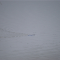 Ornithorhynchus anatinus (Platypus) at Burradoo, NSW - 15 Oct 2024 by plants