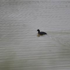 Fulica atra (Eurasian Coot) at Burradoo, NSW - 15 Oct 2024 by plants