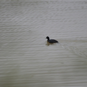 Fulica atra at Burradoo, NSW - 15 Oct 2024