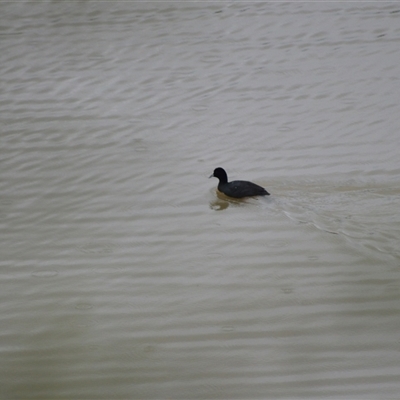 Fulica atra (Eurasian Coot) at Burradoo, NSW - 15 Oct 2024 by plants