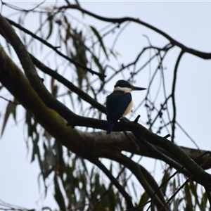 Todiramphus sanctus (Sacred Kingfisher) at Burradoo, NSW by plants