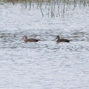 Anas superciliosa (Pacific Black Duck) at Burradoo, NSW by plants