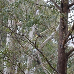 Platycercus eximius (Eastern Rosella) at Burradoo, NSW - 15 Oct 2024 by plants