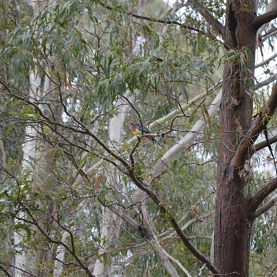 Platycercus eximius (Eastern Rosella) at Burradoo, NSW - 14 Oct 2024 by plants