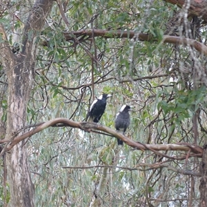 Gymnorhina tibicen at Burradoo, NSW - 15 Oct 2024