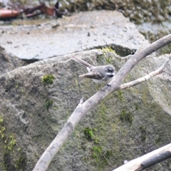 Rhipidura albiscapa (Grey Fantail) at Burradoo, NSW - 14 Oct 2024 by plants