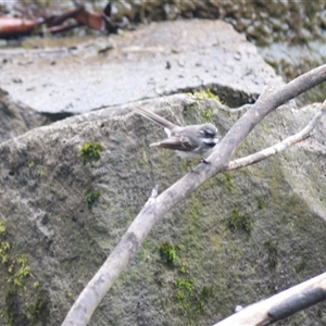 Rhipidura albiscapa (Grey Fantail) at Burradoo, NSW by plants