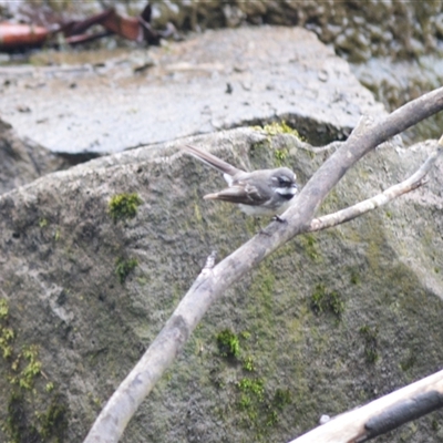 Rhipidura albiscapa (Grey Fantail) at Burradoo, NSW - 15 Oct 2024 by plants