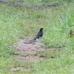 Turdus merula (Eurasian Blackbird) at Burradoo, NSW - 14 Oct 2024 by plants