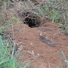 Vombatus ursinus (Common wombat, Bare-nosed Wombat) at Burradoo, NSW - 14 Oct 2024 by plants