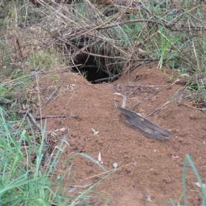 Vombatus ursinus (Common wombat, Bare-nosed Wombat) at Burradoo, NSW by plants