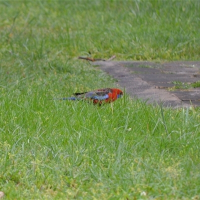 Platycercus elegans (Crimson Rosella) at Burradoo, NSW - 14 Oct 2024 by plants