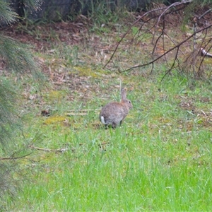 Oryctolagus cuniculus (European Rabbit) at Burradoo, NSW by plants