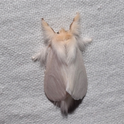 Trichiocercus (genus) (A Noctuid moth) at Jerrabomberra, NSW - 12 Oct 2024 by DianneClarke