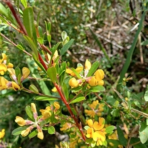 Pultenaea daphnoides (Large-leaf Bush-pea) at Bundanoon, NSW by plants