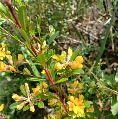 Pultenaea daphnoides (Large-leaf Bush-pea) at Bundanoon, NSW - 14 Oct 2024 by plants