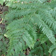 Dennstaedtia davallioides (Lacy Ground Fern) at Bundanoon, NSW - 14 Oct 2024 by plants