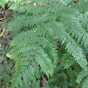 Dennstaedtia davallioides (Lacy Ground Fern) at Bundanoon, NSW by plants