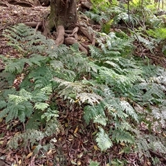 Dennstaedtia davallioides at Bundanoon, NSW - 14 Oct 2024 11:21 AM