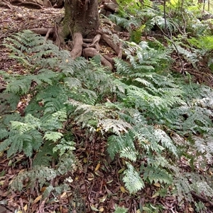 Dennstaedtia davallioides at Bundanoon, NSW - 14 Oct 2024