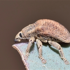 Gonipterus sp. (genus) (Eucalyptus Weevil) at Acton, ACT - 14 Oct 2024 by DianneClarke