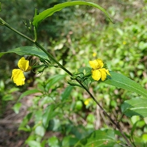 Goodenia ovata (Hop Goodenia) at Bundanoon, NSW by plants