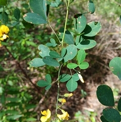 Goodia lotifolia (Golden Tip) at Bundanoon, NSW - 14 Oct 2024 by plants