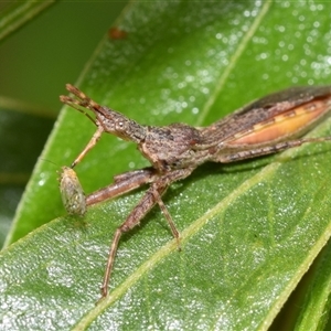 Nyllius australicus at Acton, ACT - 14 Oct 2024