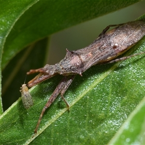 Nyllius australicus at Acton, ACT - 14 Oct 2024