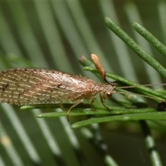 Micromus tasmaniae (Tasmanian Brown Lacewing) at Acton, ACT - 14 Oct 2024 by DianneClarke