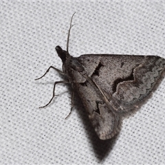 Dichromodes atrosignata (Black-signed Heath Moth ) at Jerrabomberra, NSW - 12 Oct 2024 by DianneClarke